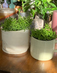 Rhipsalis リプサリス ケレウスクラ