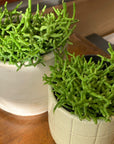 Rhipsalis リプサリス ケレウスクラ