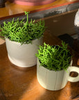 Rhipsalis リプサリス ケレウスクラ