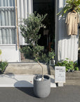 Olive オリーブ フラントイオ