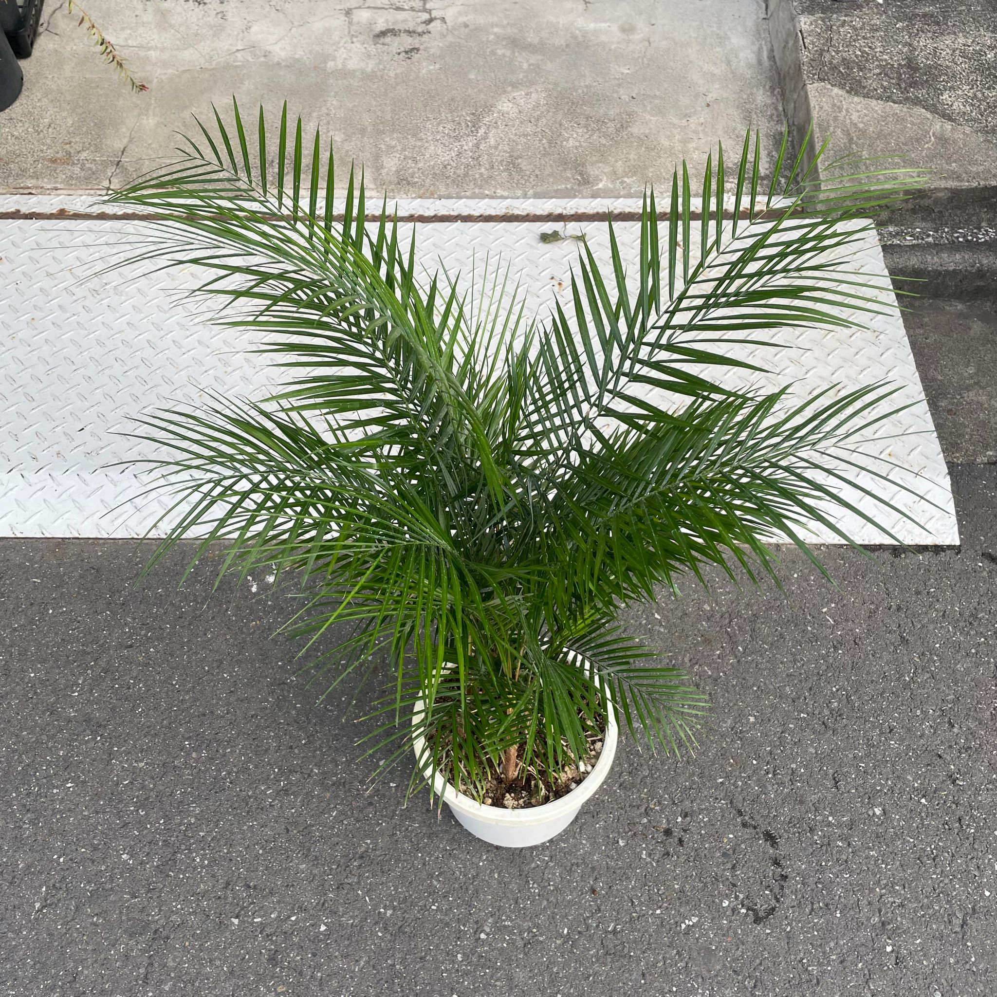 ヒメヤシ I インドアプランツ I プラントソサエティトーキョー
