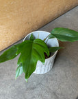 Philodendron ‘Mamei’ フィロデンドロン マヨイ