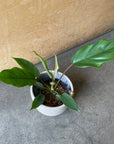 Philodendron ‘Mamei’ フィロデンドロン マヨイ