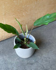 Philodendron ‘Mamei’ フィロデンドロン マヨイ