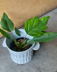 Philodendron ‘Mamei’ フィロデンドロン マヨイ