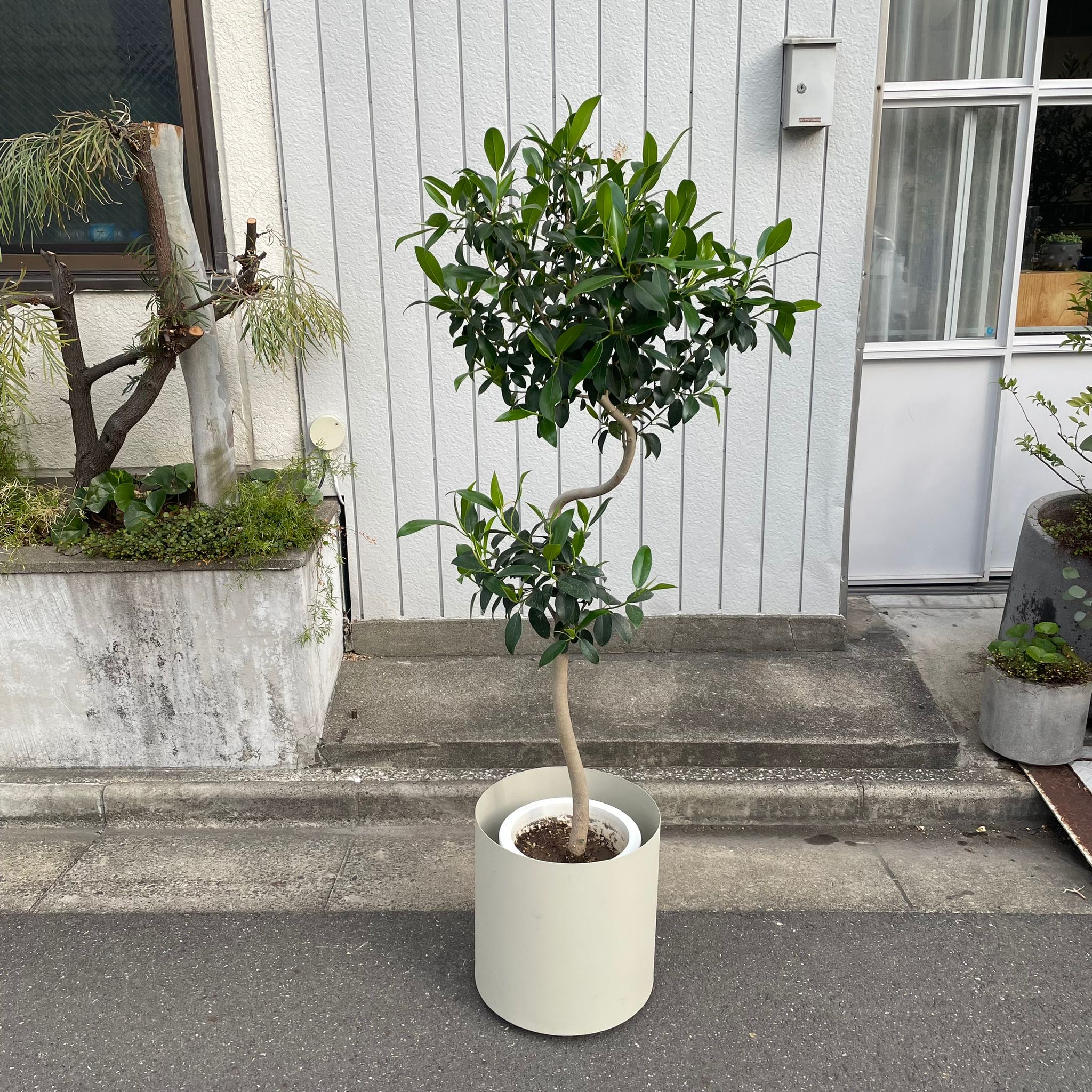ガジュマル　フィカス　ジャンボリーフ フィカス・ジャンボリーフ｜ガジュマルより葉が大きく見応えあり