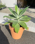 Agave attenuata アガベ アテナータ レイオブライト 斑入り