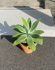 Agave attenuata アガベ アテナータ レイオブライト 斑入り
