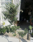 Olive オリーブ フラントイオ