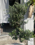 Olive オリーブ フラントイオ