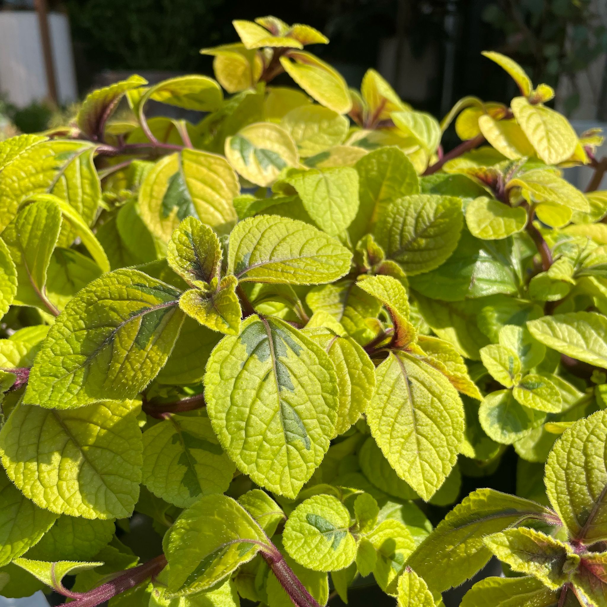 フランソワーズ様さ専用 プレクトランサス サシャ I インドアプランツ I プラントソサエティ