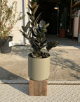 Asta Cylinder Planter アスタ シリンダープランター