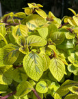 Swedish Ivy プレクトランサス サシャ