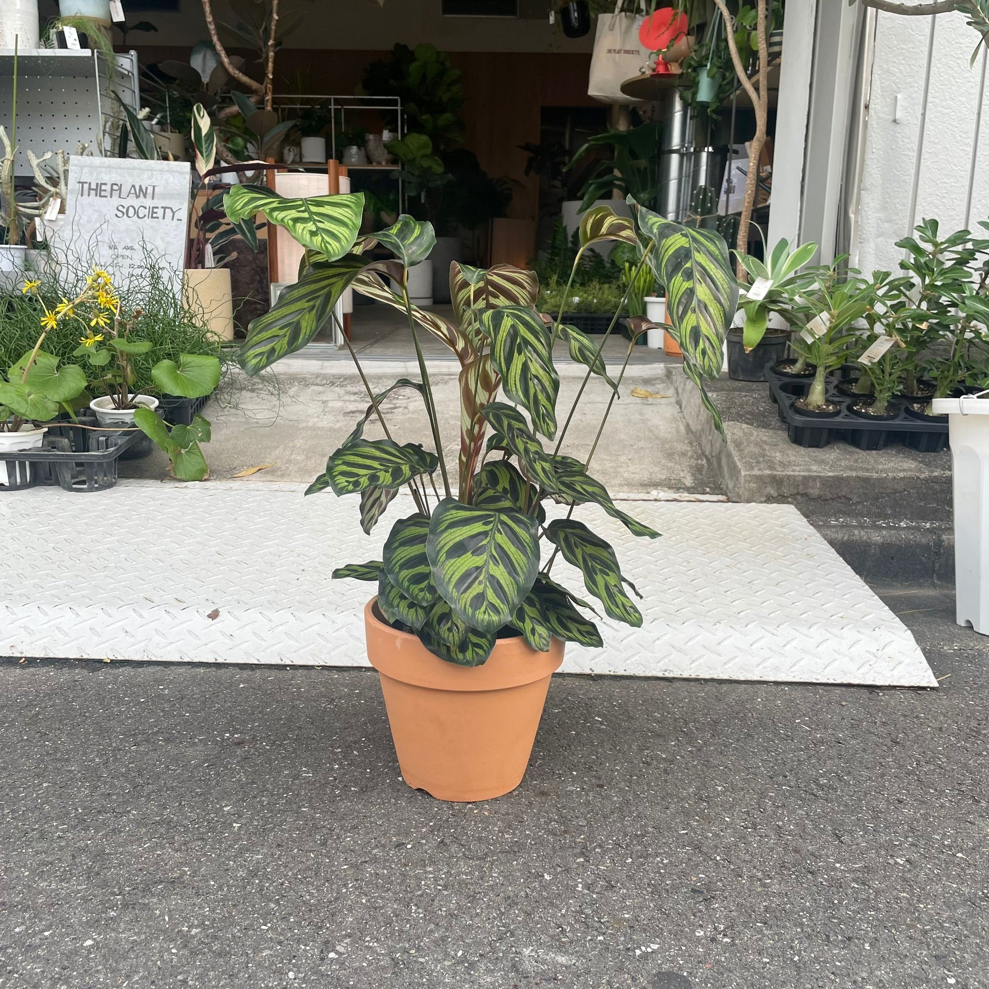 Calathea Jungle velvet  カラテア マコヤナ