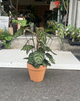 Calathea Jungle velvet カラテア マコヤナ