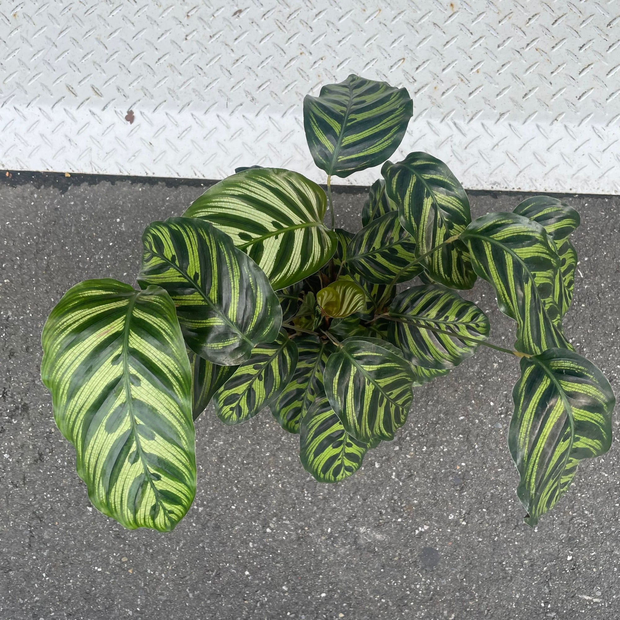 Calathea Jungle velvet  カラテア マコヤナ