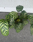 Calathea Jungle velvet カラテア マコヤナ