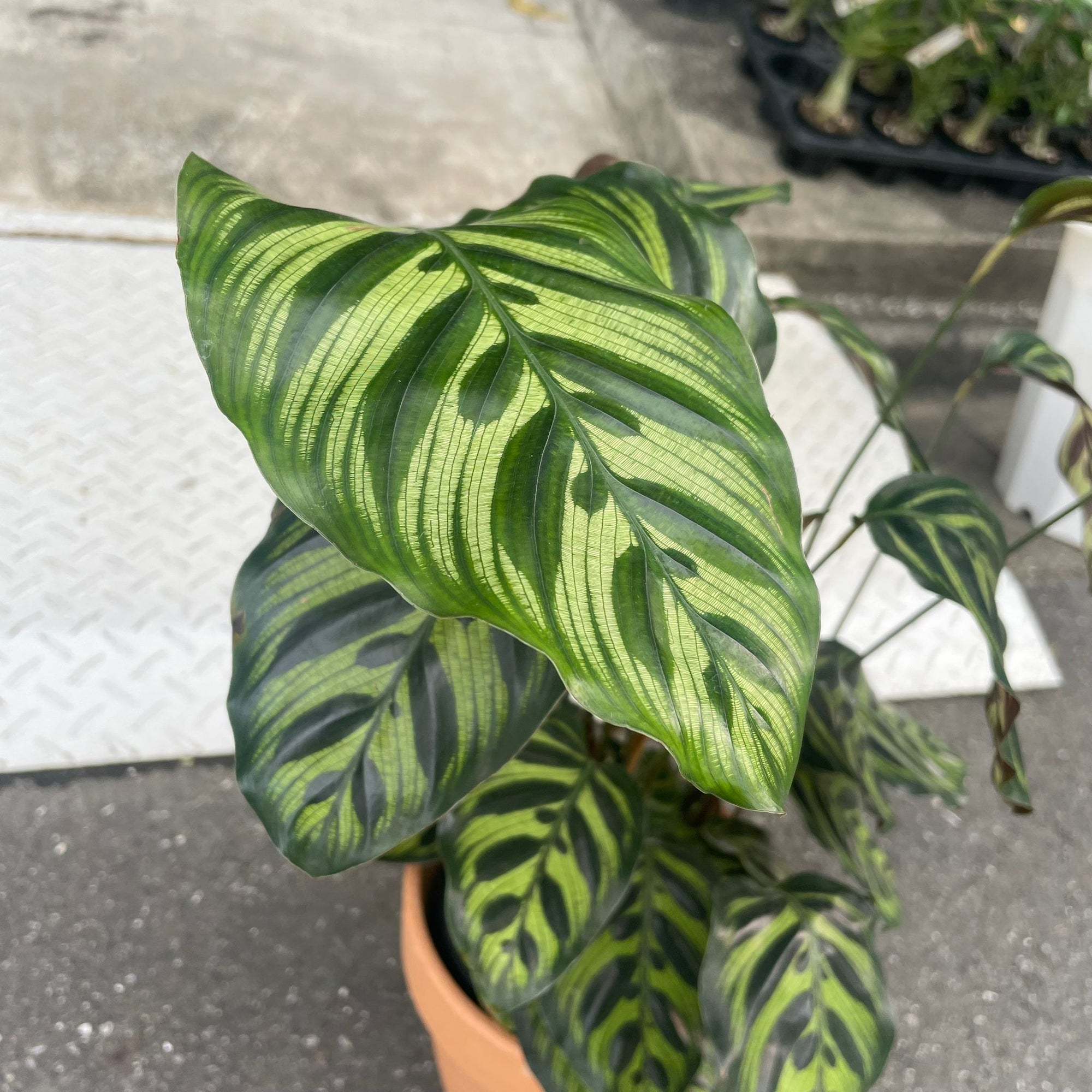 Calathea Jungle velvet  カラテア マコヤナ