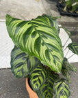 Calathea Jungle velvet カラテア マコヤナ