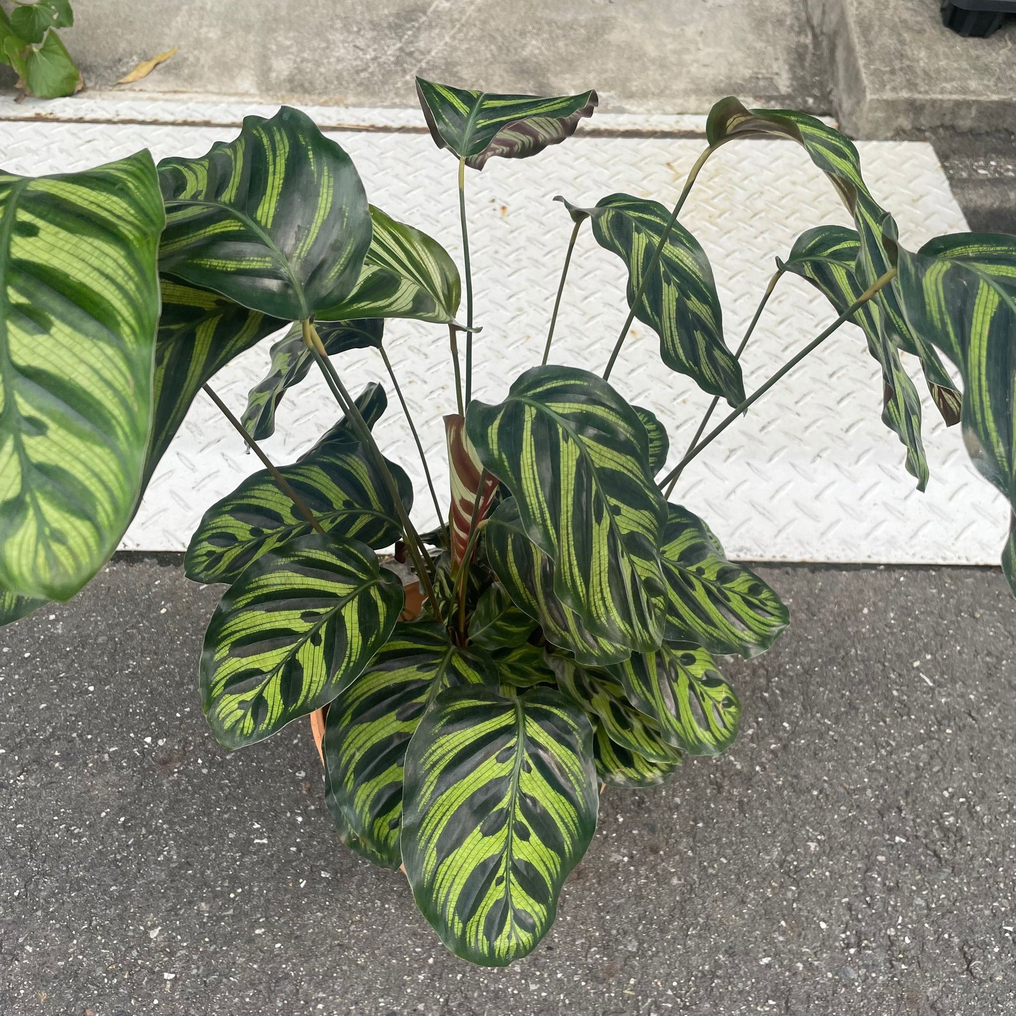 Calathea Jungle velvet  カラテア マコヤナ