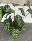 Calathea Jungle velvet カラテア マコヤナ