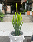Euphorbia Oncoclada ユーフォルビア・オンコクラータ(ミニ)