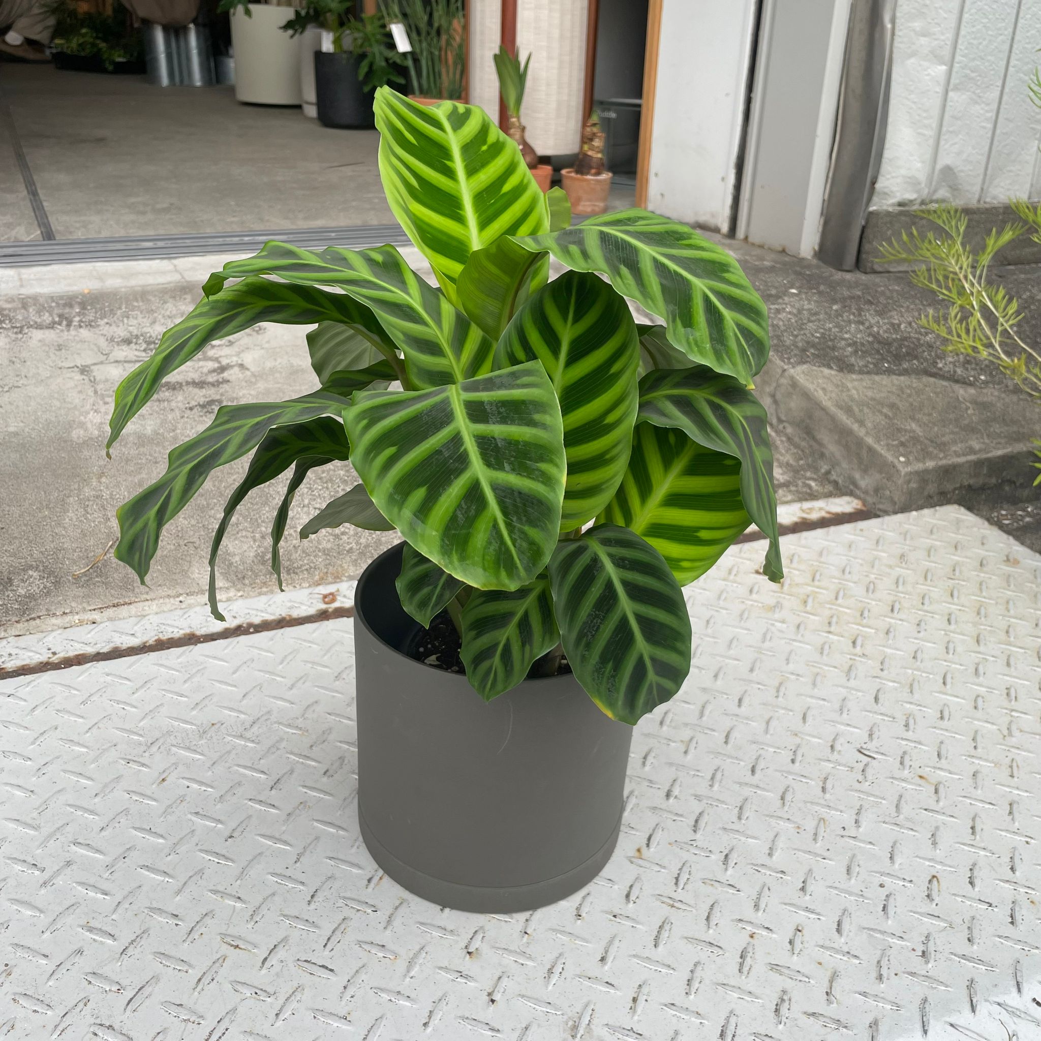 カラテア ゼブリナ I インドアプランツ I プラントソサエティ