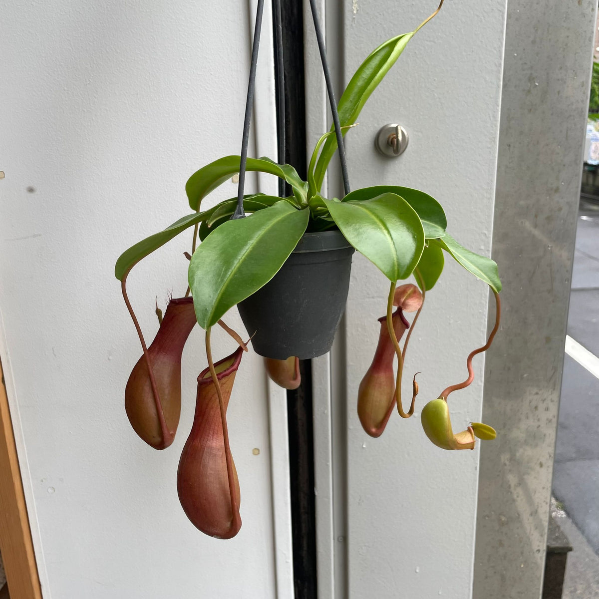 ThePlantSociety_87_1200x1200.