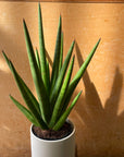 Snake plant サンスベリア ボブ Size 3