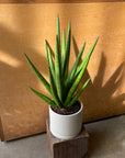 Snake plant サンスベリア ボブ Size 3