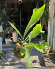 Staghorn Fern Kokedama ビカクシダ(コウモリラン) 苔玉