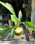 Staghorn Fern Kokedama ビカクシダ(コウモリラン) 苔玉