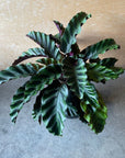 Calathea 'Velvet Glory' カラテア ベルベットグローリー