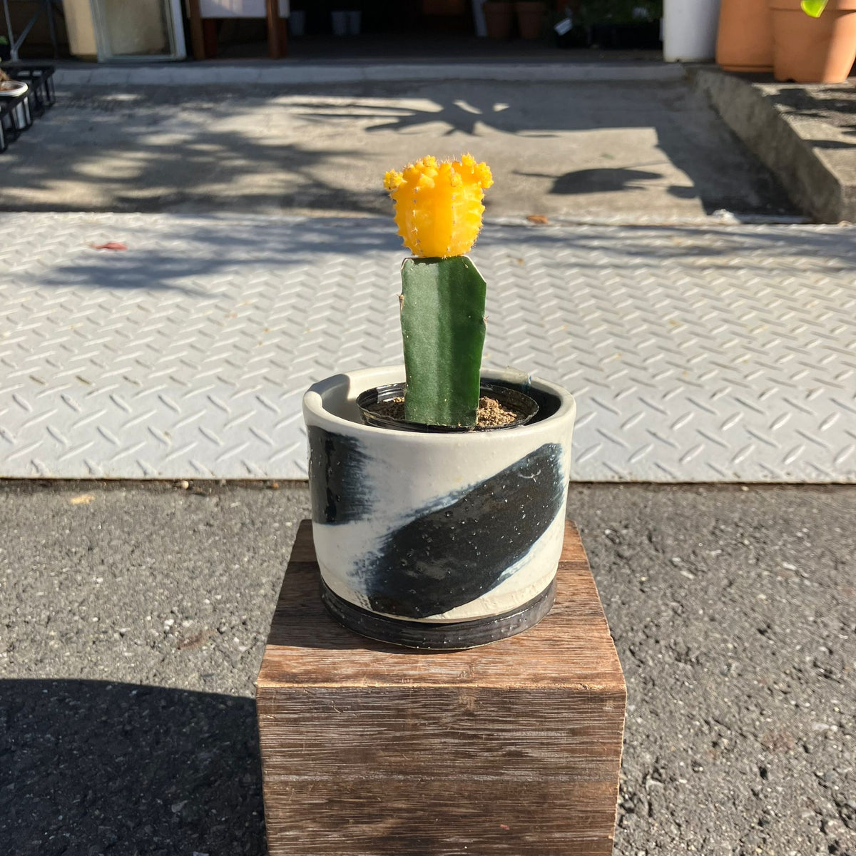 牡丹様♡ 5色から選べる サボテン ヒボタン○緋牡丹 子株も展開中の元気な株