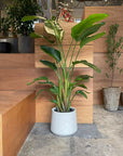 U-Planter Wide ユープランター ワイド