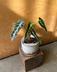 Alocasia アロカシア バンビーノ Size 3