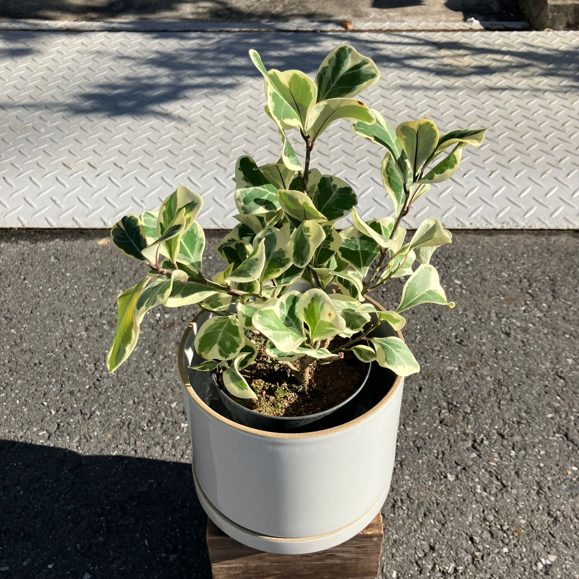 Ficus Sweetheart フィカス スイートハート