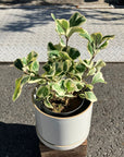 Ficus Sweetheart フィカス スイートハート