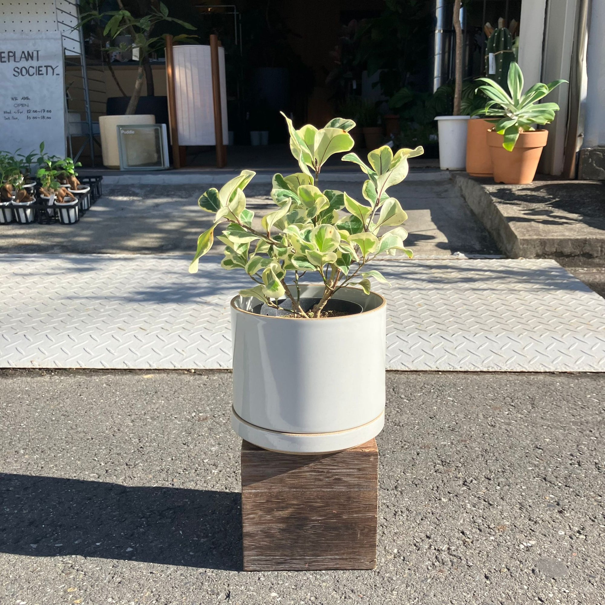 Ficus Sweetheart フィカス スイートハート