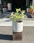 Ficus Sweetheart フィカス スイートハート