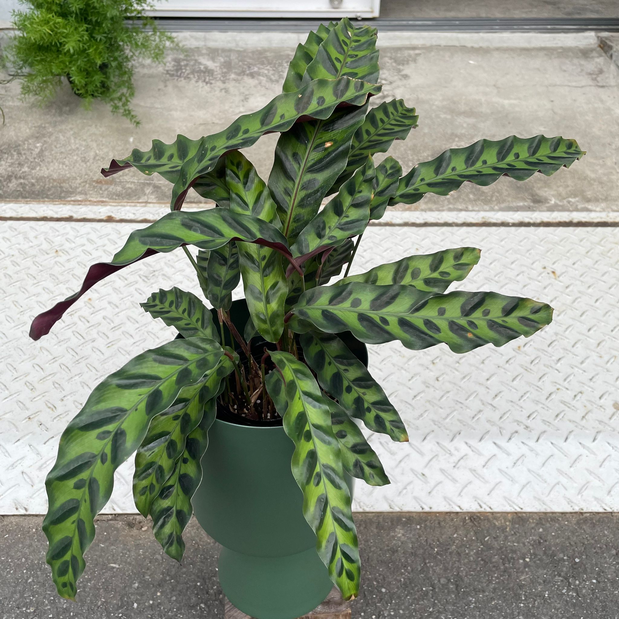 カラテア ランキフォリア インシグニス I インドアプランツ I プラント