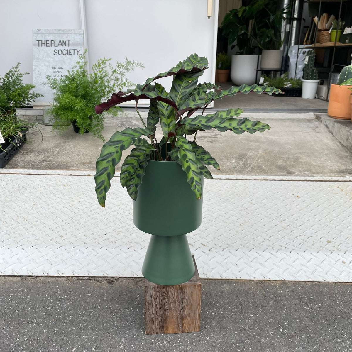 カラテア ランキフォリア インシグニス I インドアプランツ I プラント