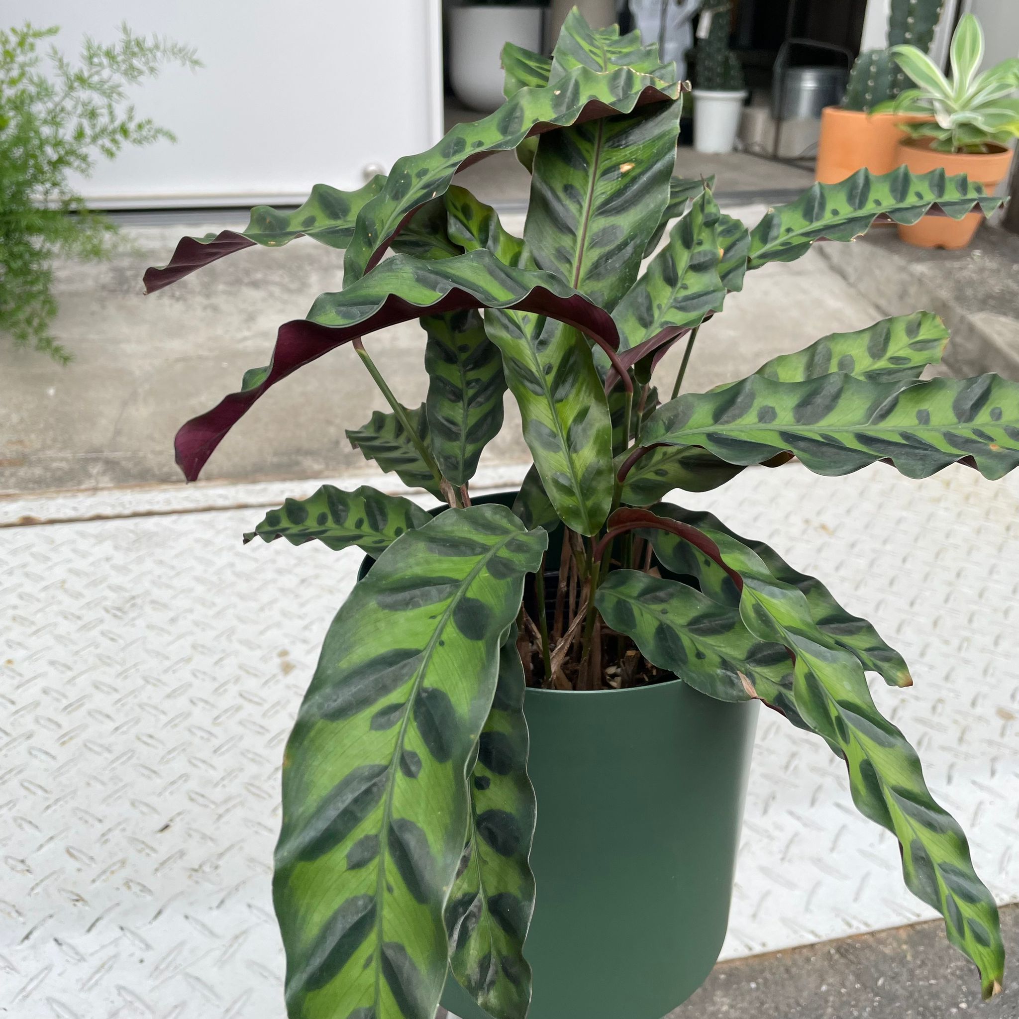 観葉植物　カラテア　ランキフォリア　インシグニス カラテア ランキフォリア インシグニス I インドアプランツ I