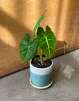 Alocasia 'Green Velvet' (Alocasia Micholitziana) アロカシア グリーンベルベット Size 3