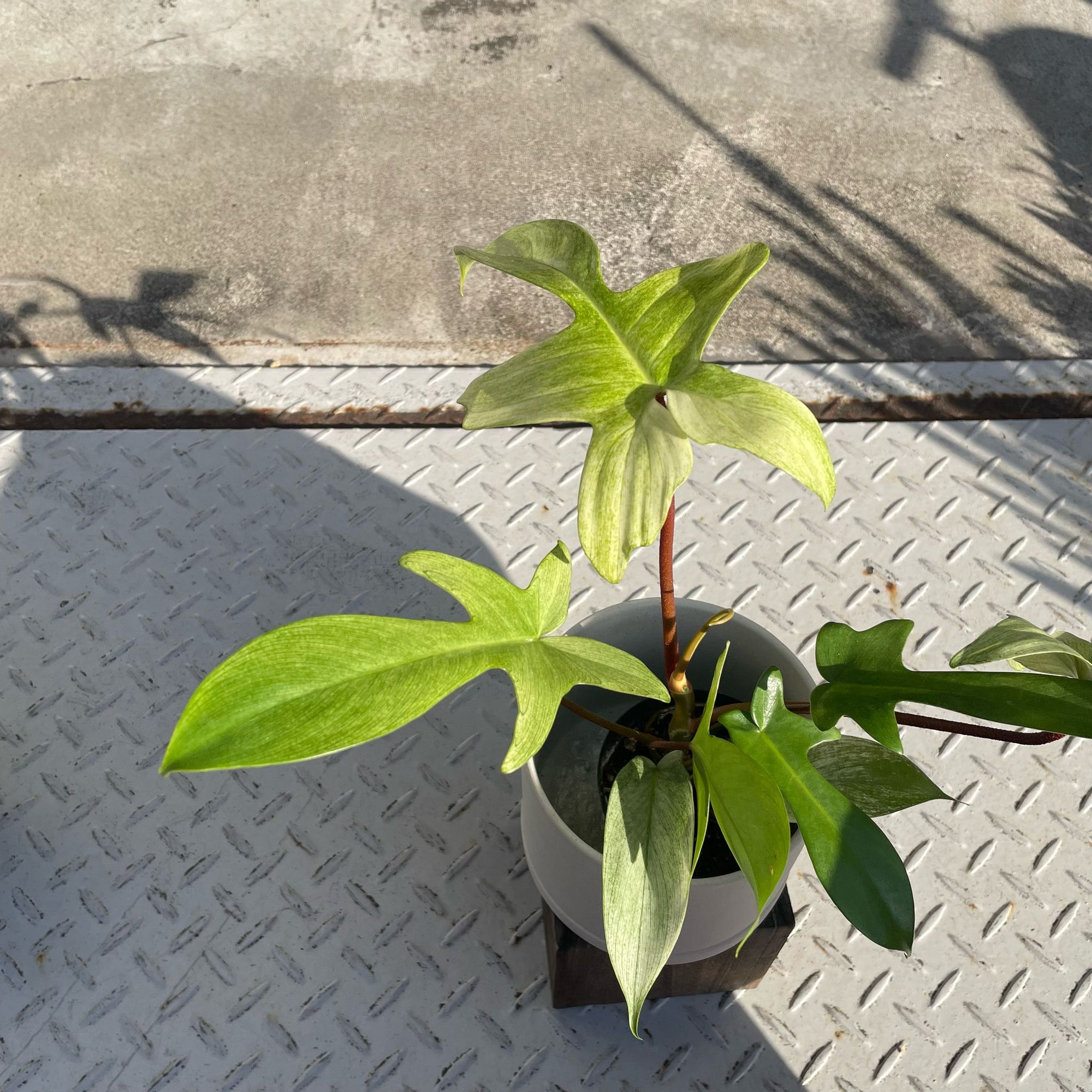 Philodendron 'Florida Ghost Mint' フィロデンドロン フロリダ ゴーストミント