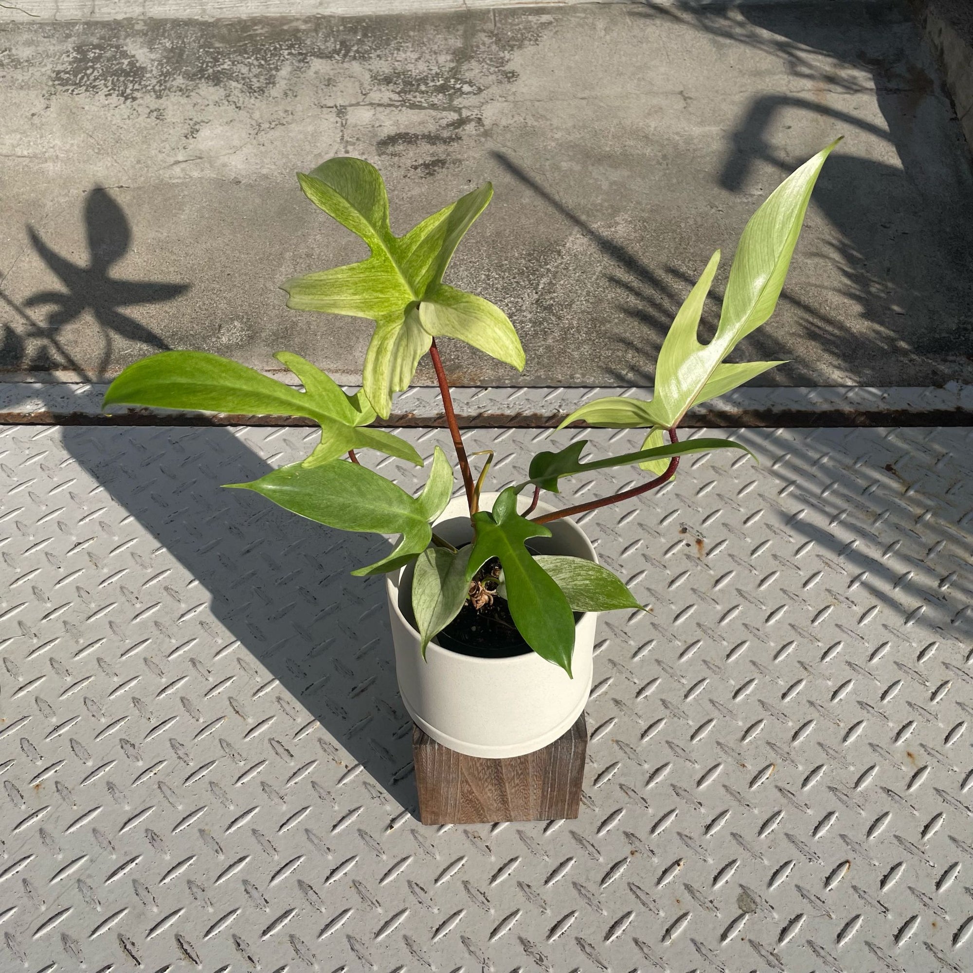 Philodendron 'Florida Ghost Mint' フィロデンドロン フロリダ ゴーストミント