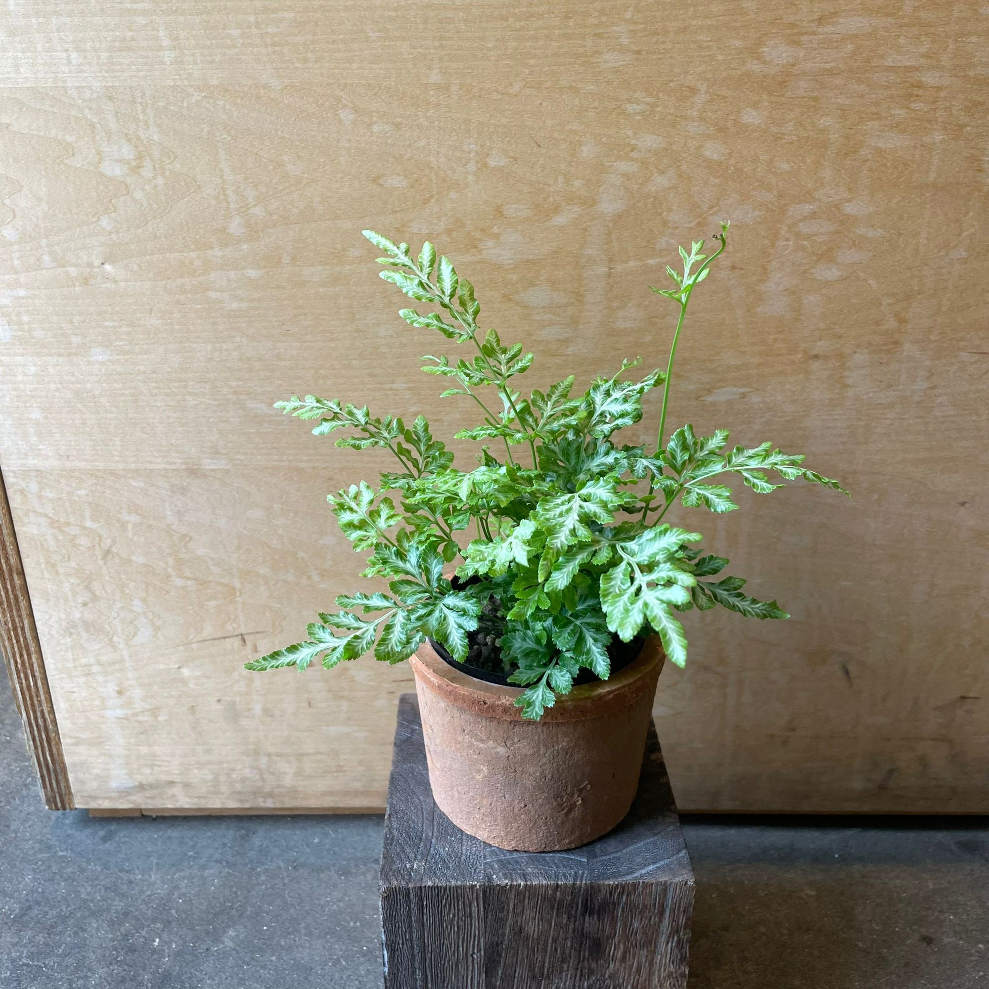 Brake fern プテリス エバーゲミエンシス