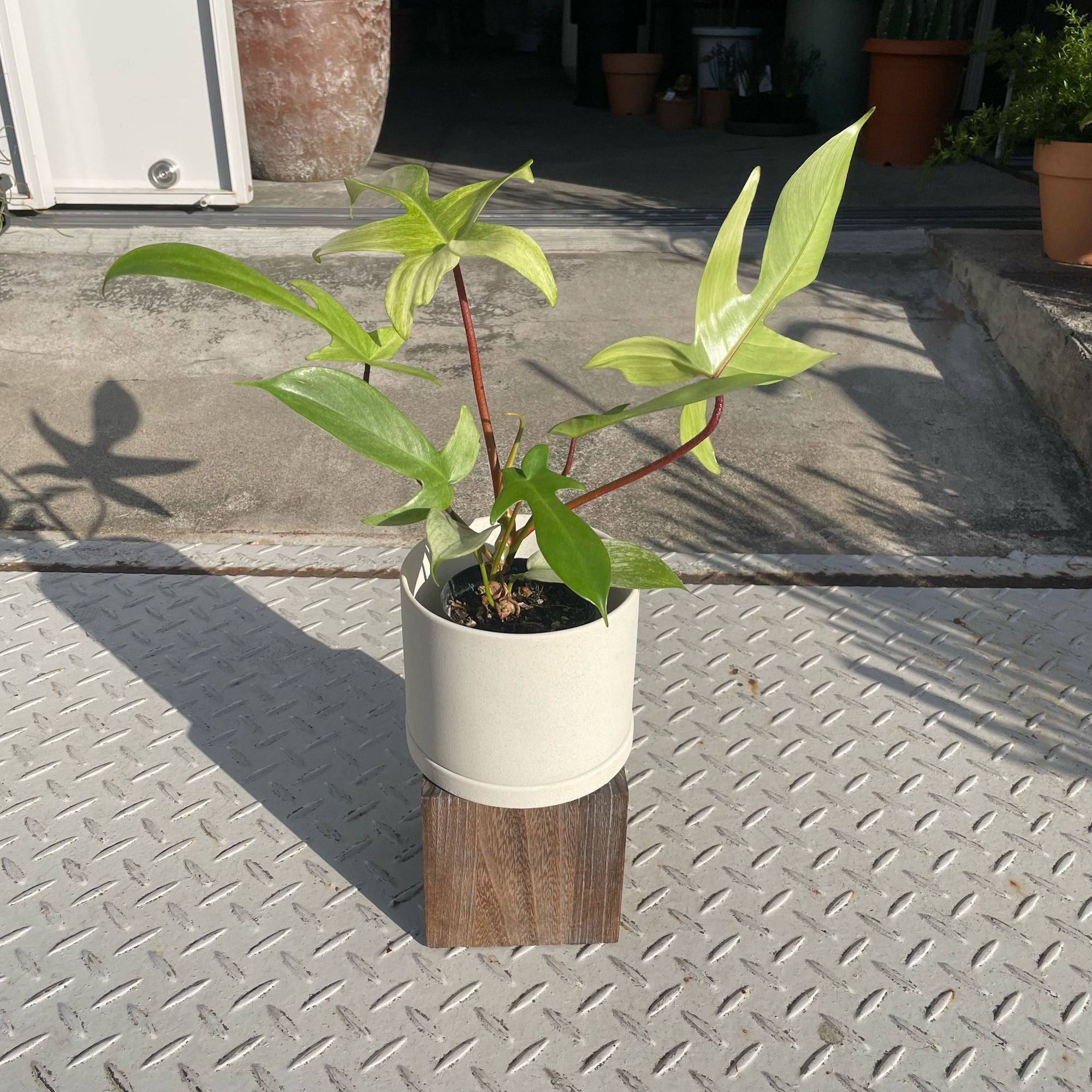 Philodendron 'Florida Ghost Mint' フィロデンドロン フロリダ ゴーストミント