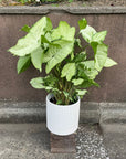 Syngonium podophyllum ‘white butterfly’ シンゴニウム ・ ホワイトバタフライ
