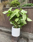 Syngonium podophyllum ‘white butterfly’ シンゴニウム ・ ホワイトバタフライ